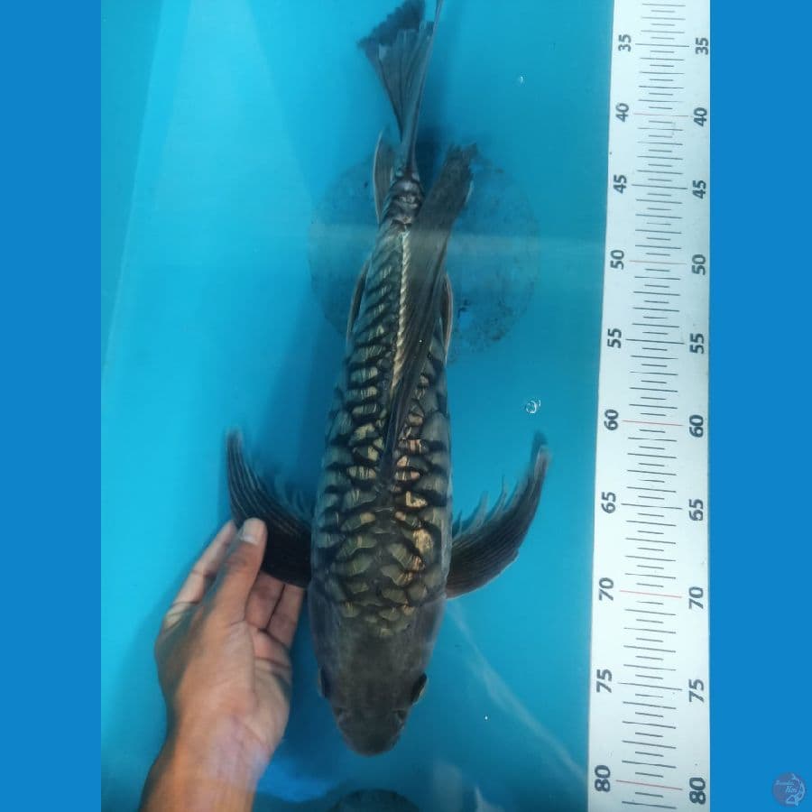 kumpay soragoi aragoke male 45 cc