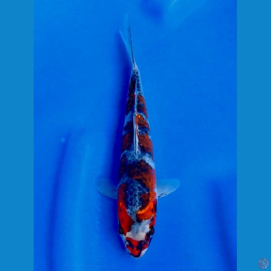kura gosiki 19cm male sq