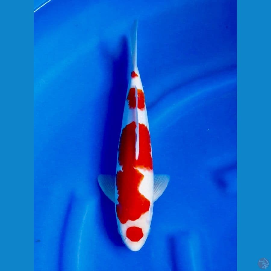 kohaku ori 34cm male