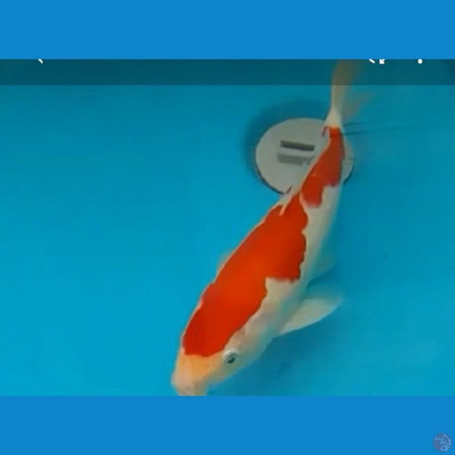 kohaku 26cm female SQ