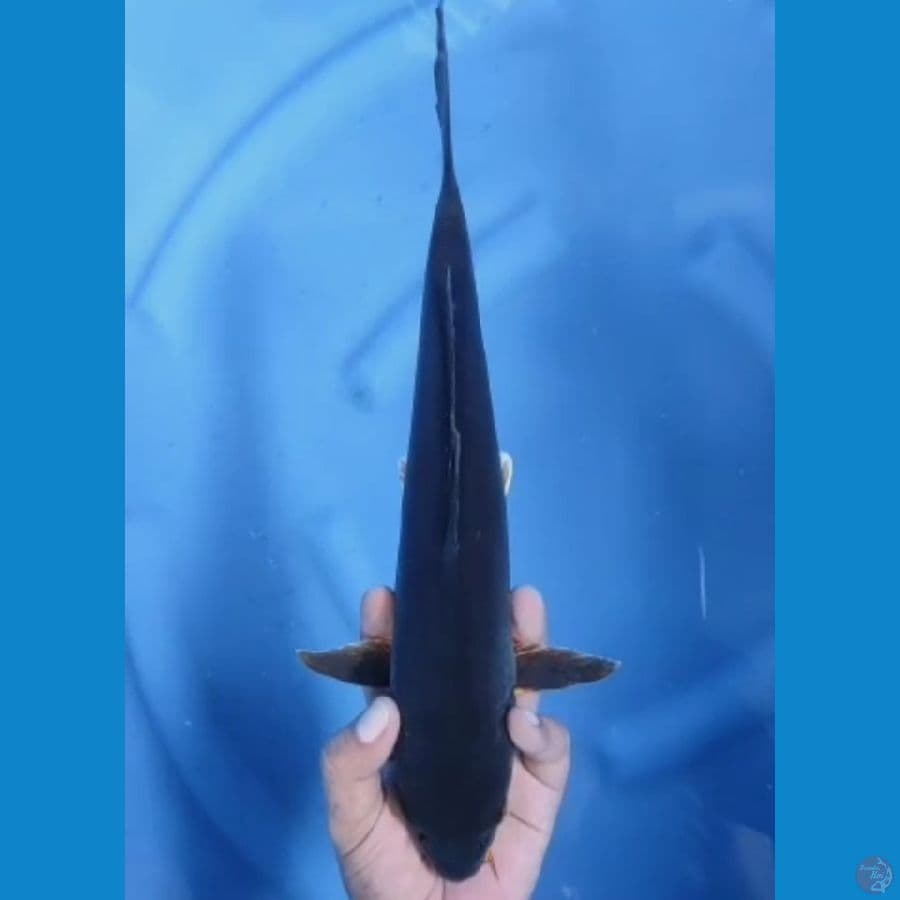 karasu doit rare