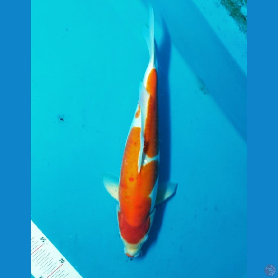Kohaku doit 44cm