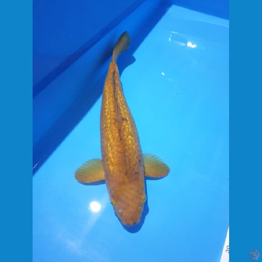 CHAGOI 49 CM