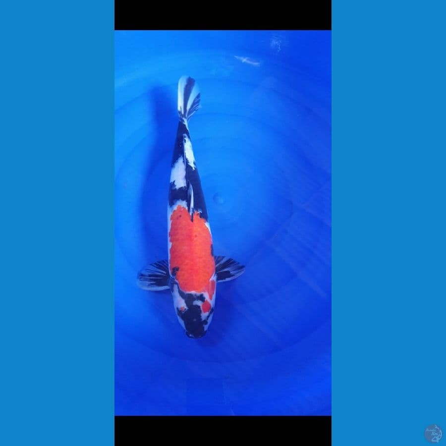 SHOWA 45 CM