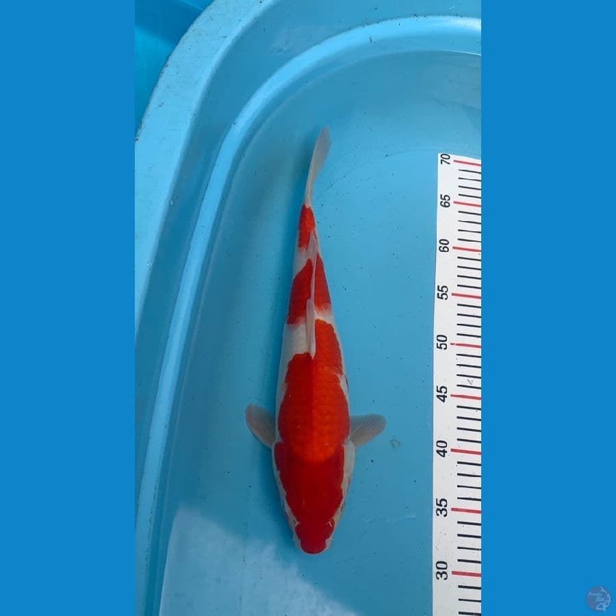 37cm ori