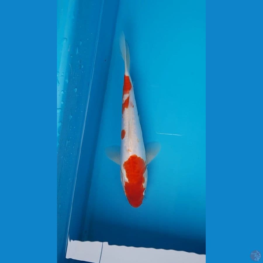 doits kohaku