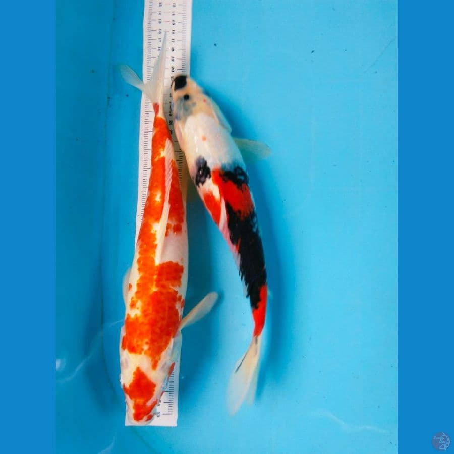33-35cm