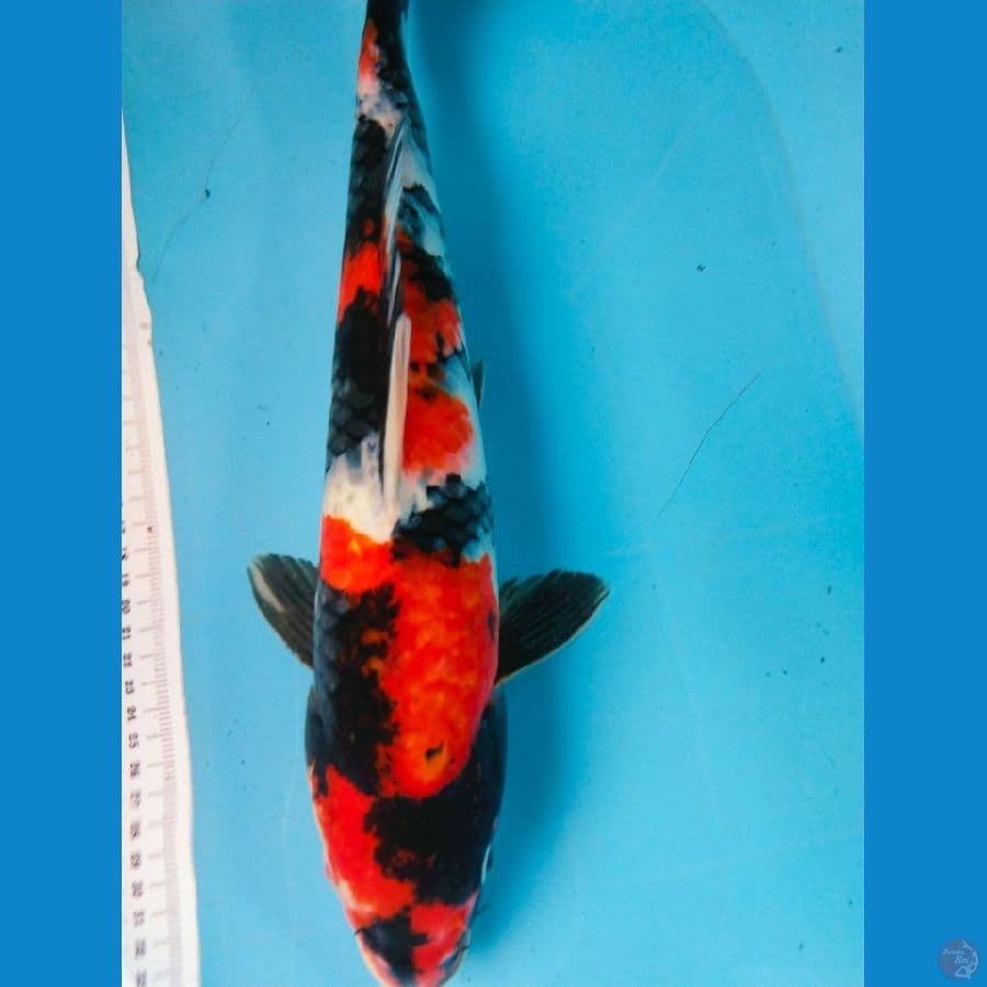 showa 42cm