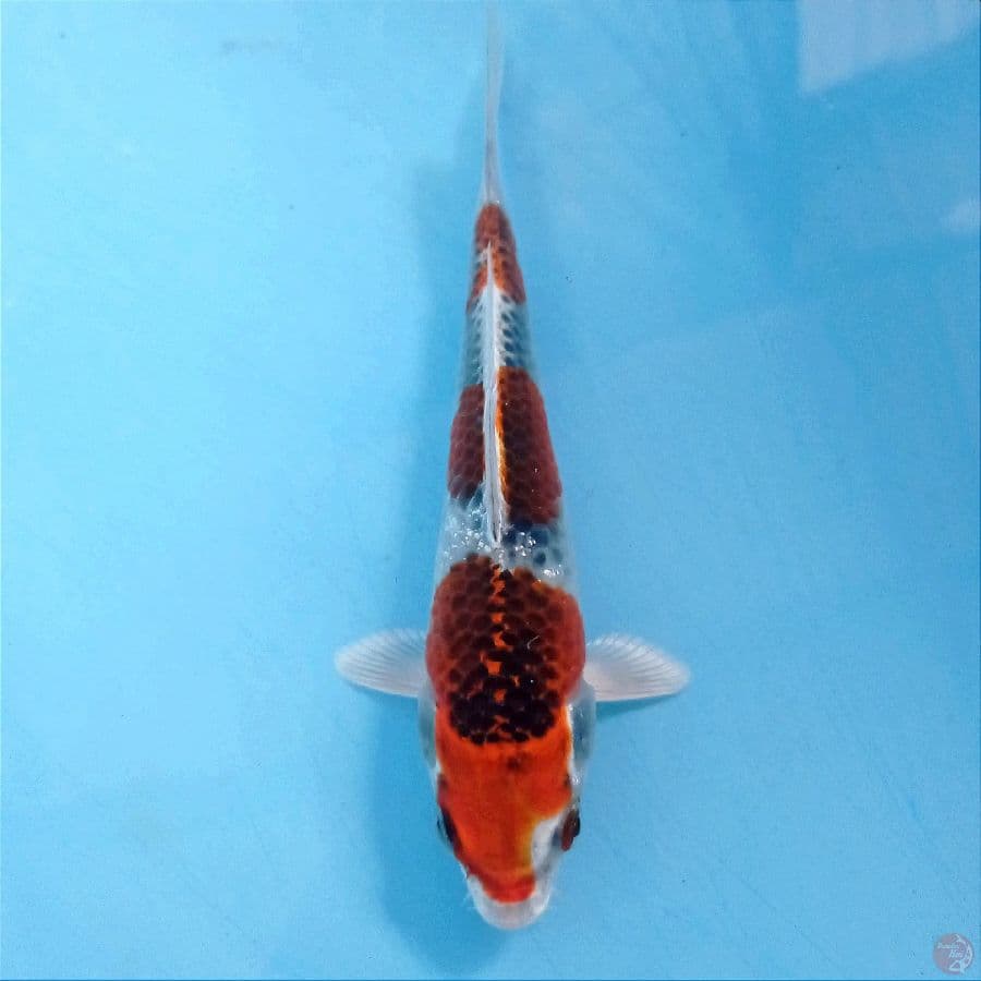 kujaku, 16 cm