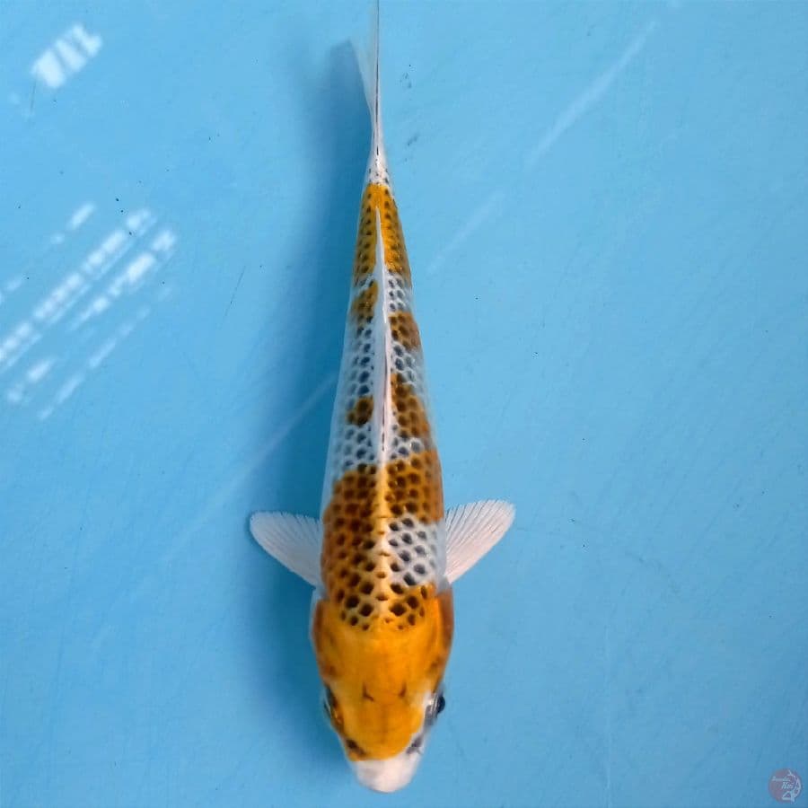 kujaku, 17 cm
