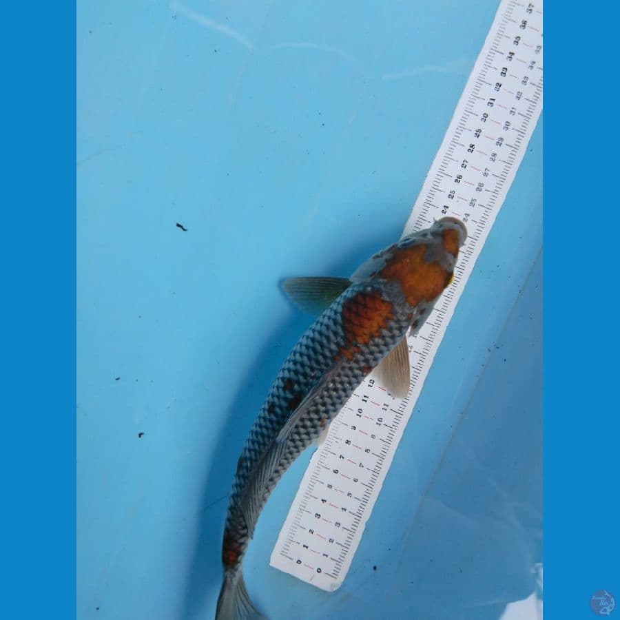 ochiba 30cm