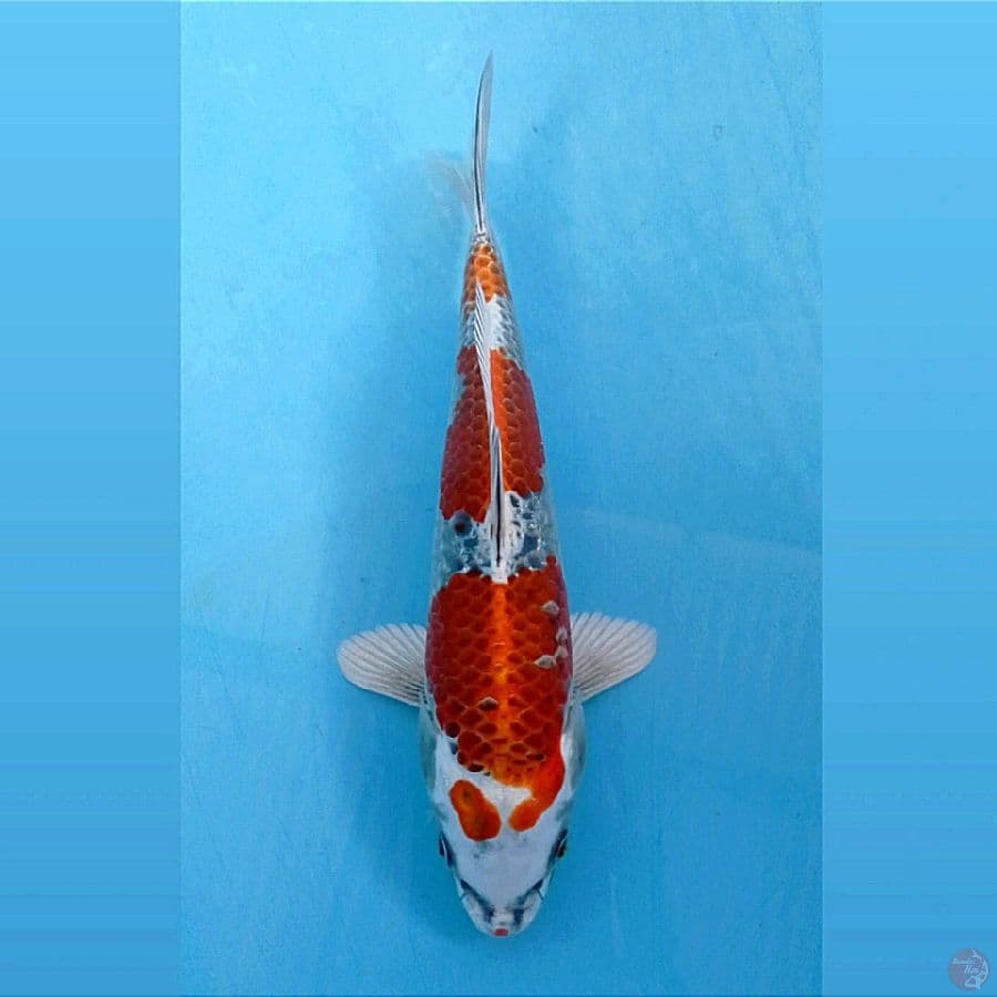 kujaku, 23 cm