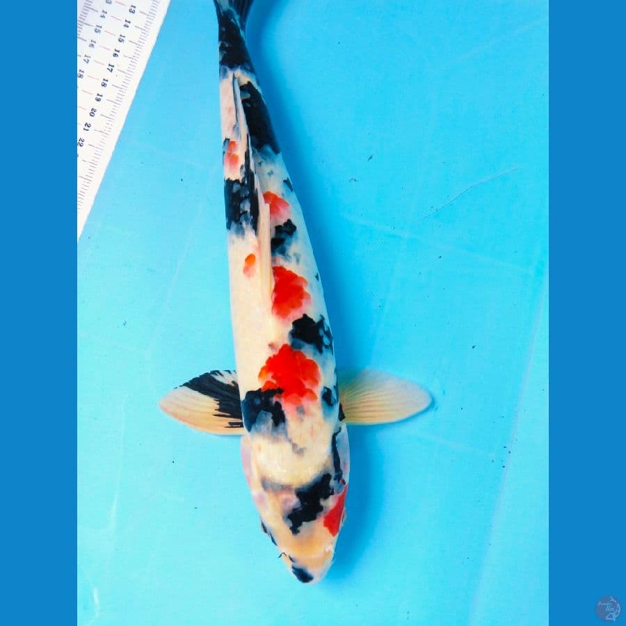 showa 39cm jantan