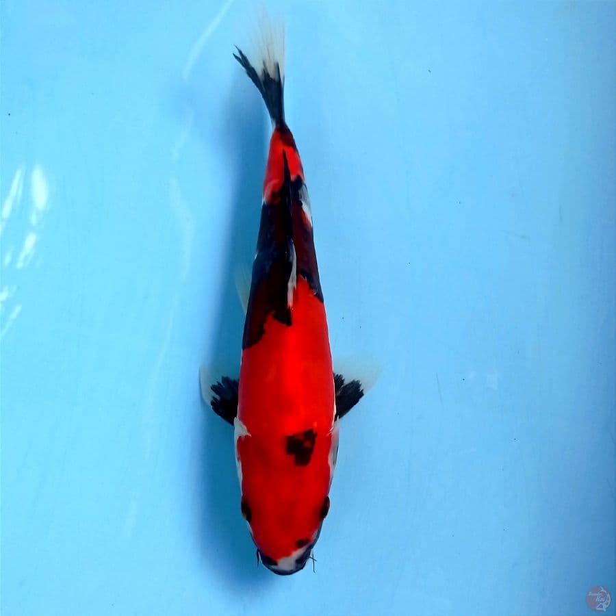 showa doit, 22 cm