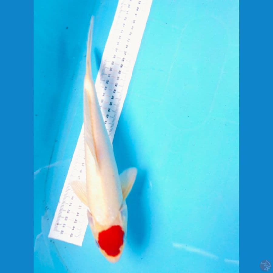 Tancho ori 29cm