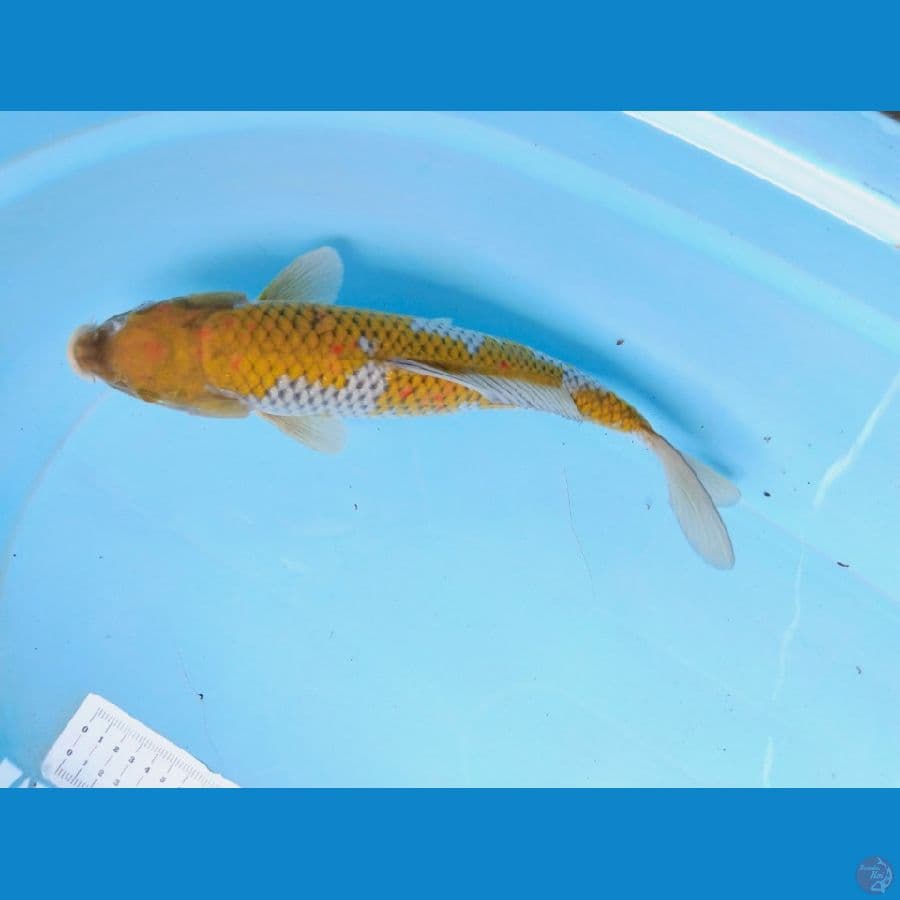 ochiba 34cm