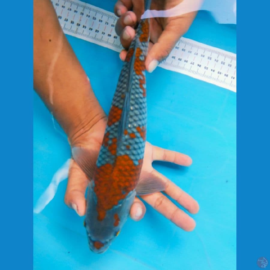 ochiba 35cm