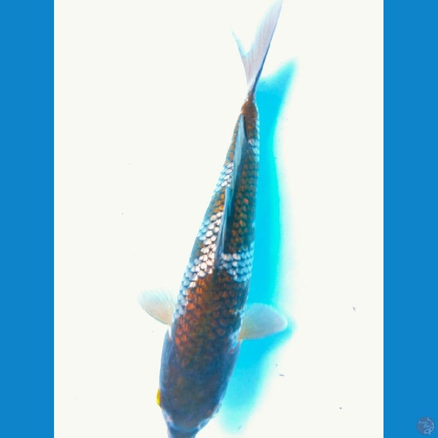 ochiba gindrin 25cm