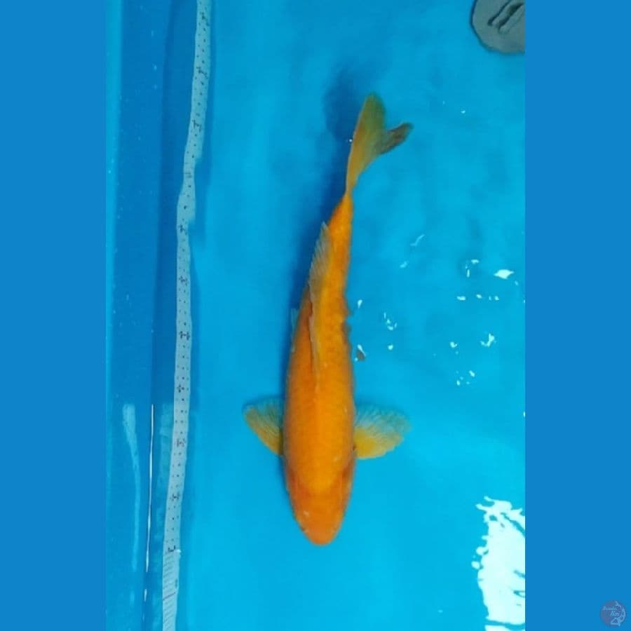 karasi jumbo jantan 46CM