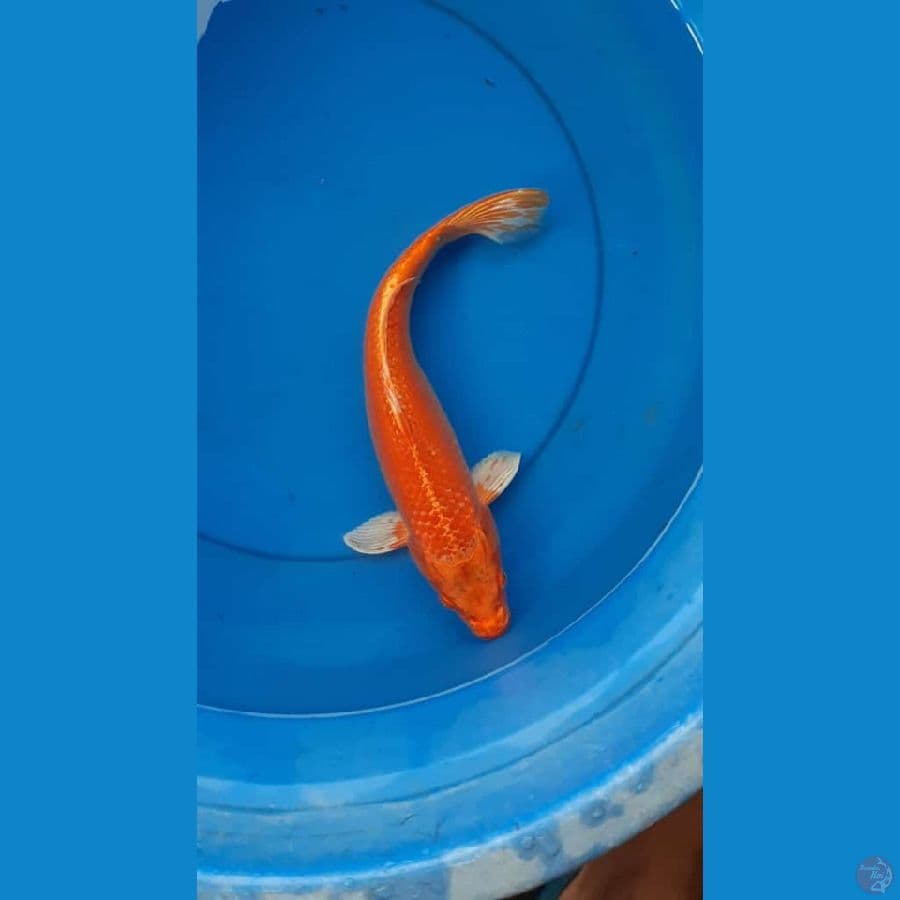 orenji 32 cm