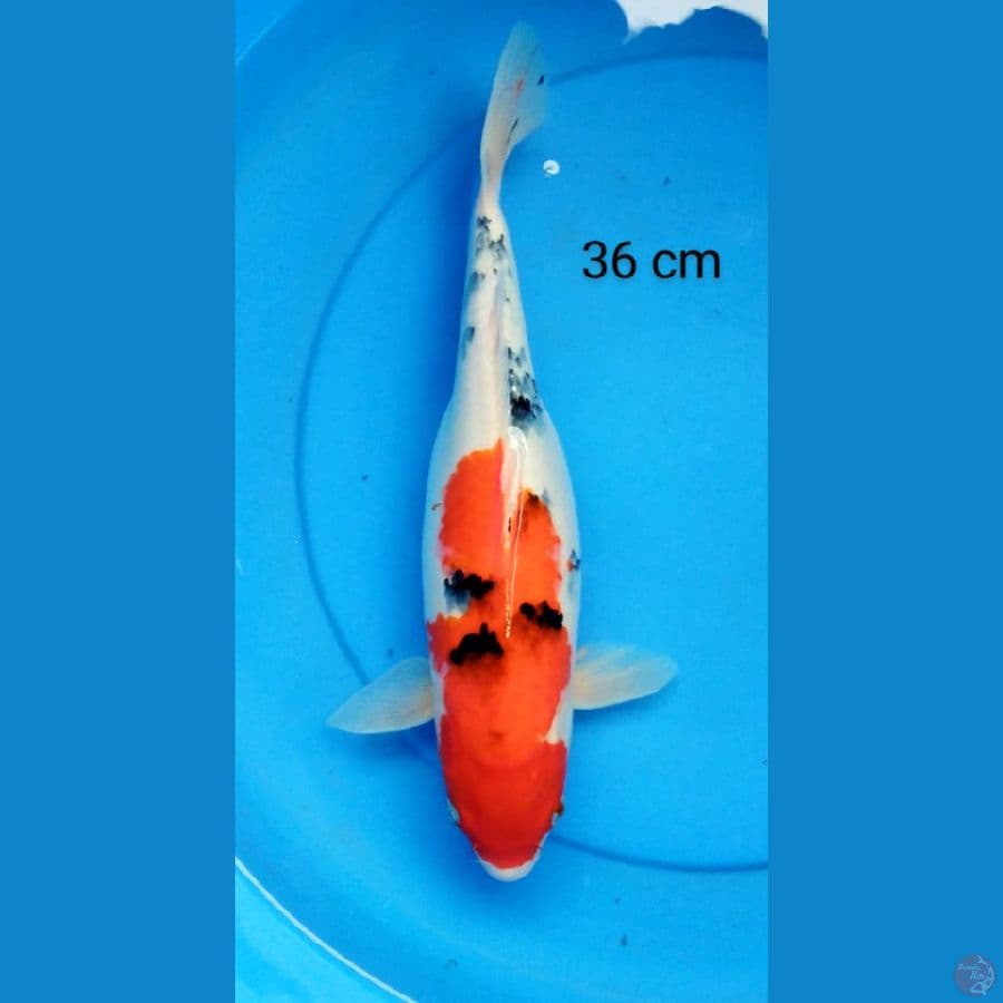 sanke 36 cm