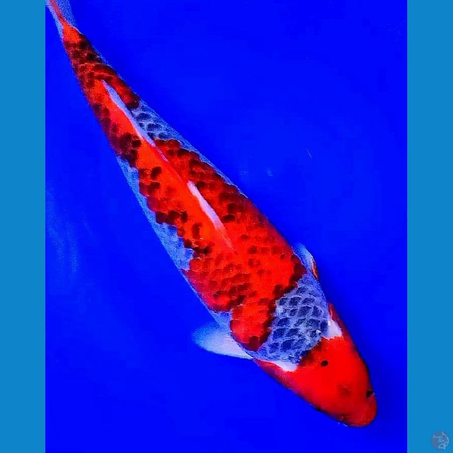 goshiki red strong 38 cm