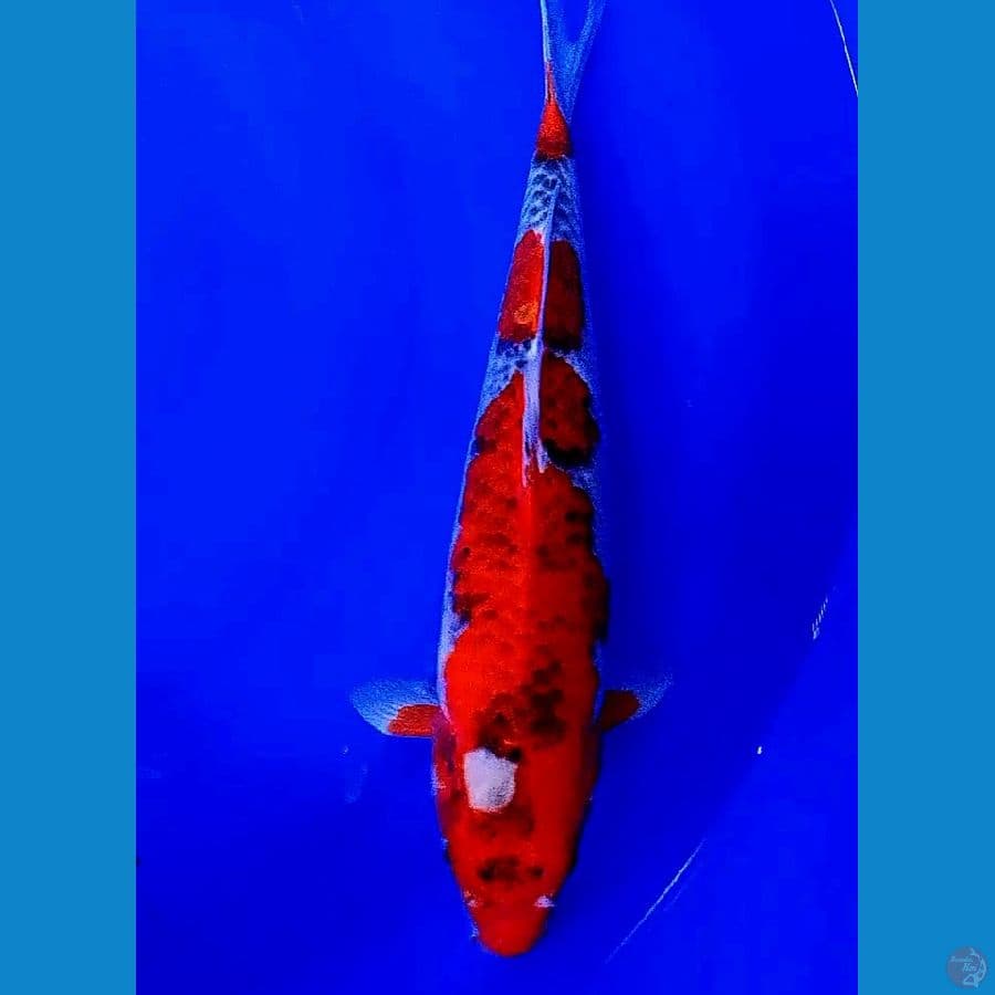 goshiki motoaka red strong 38 cm