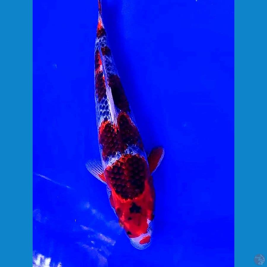 goshiki goromo strong 34 cm