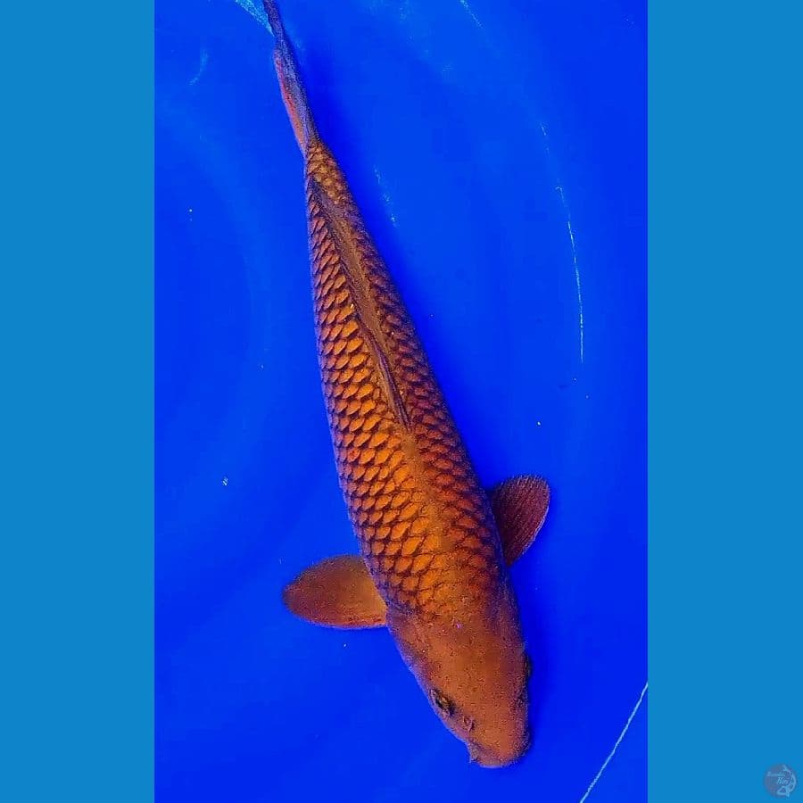 cagoi ring rapi m 38 cm