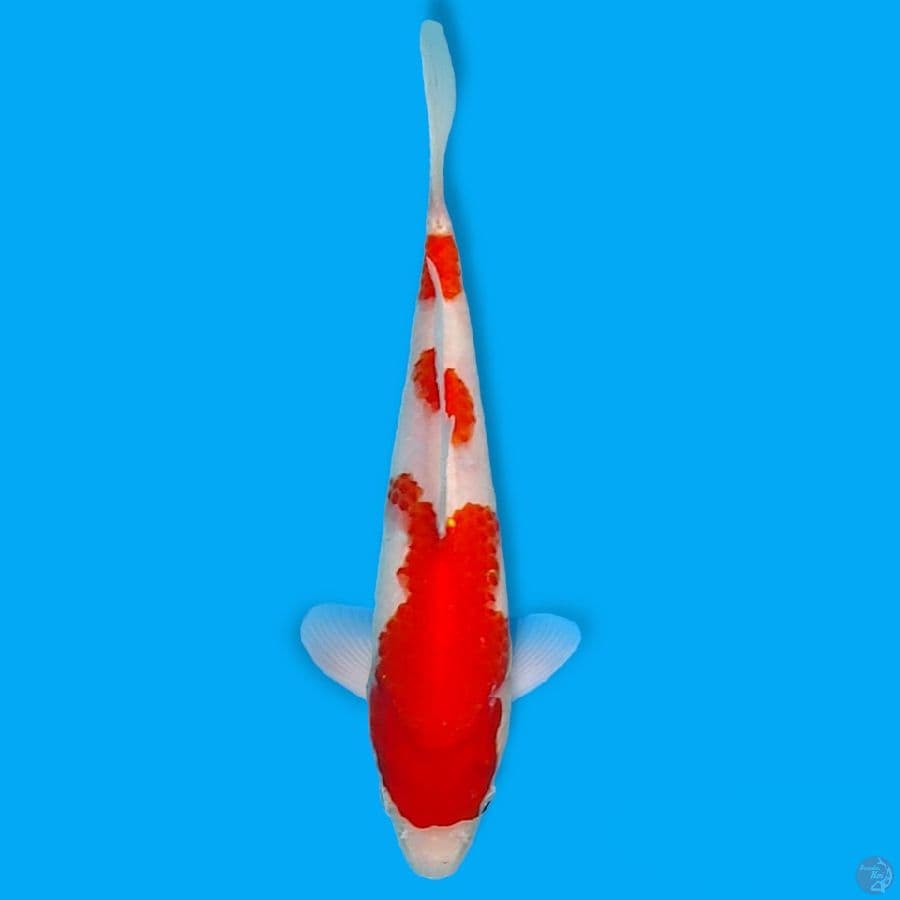 kohaku 20cm