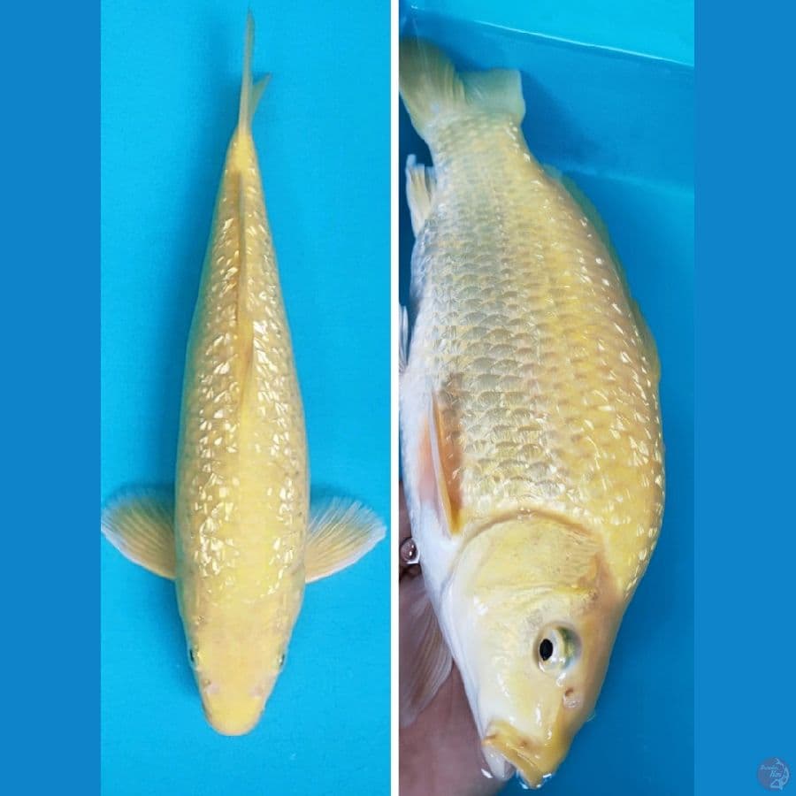 KARASHI GINRIN PUNUK 31CM