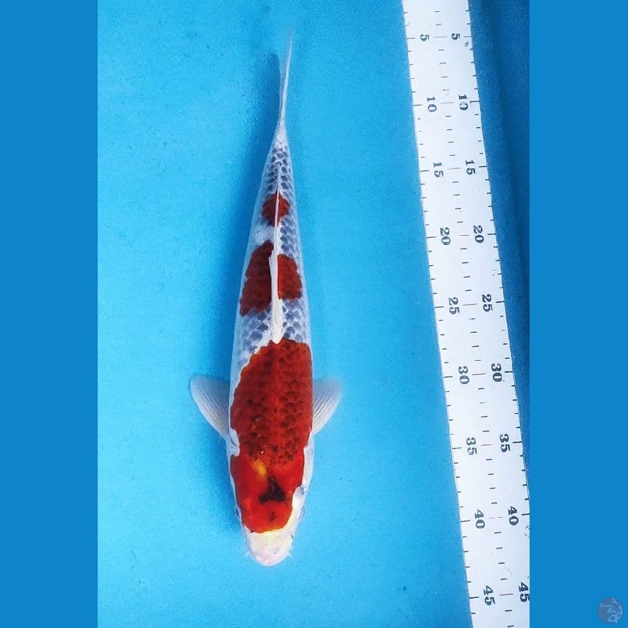 GOSHIKI STEP 35CM