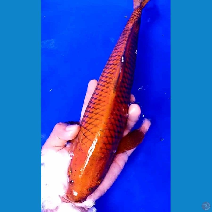 tembaga M 34 cm