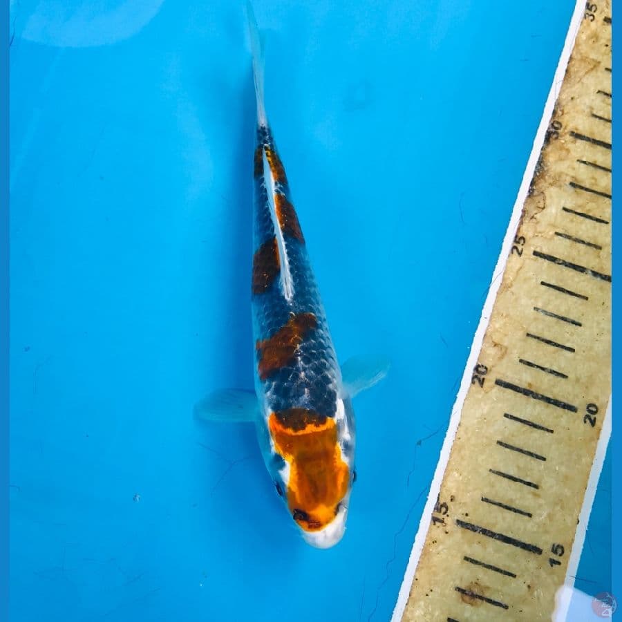 goshiki 18cm