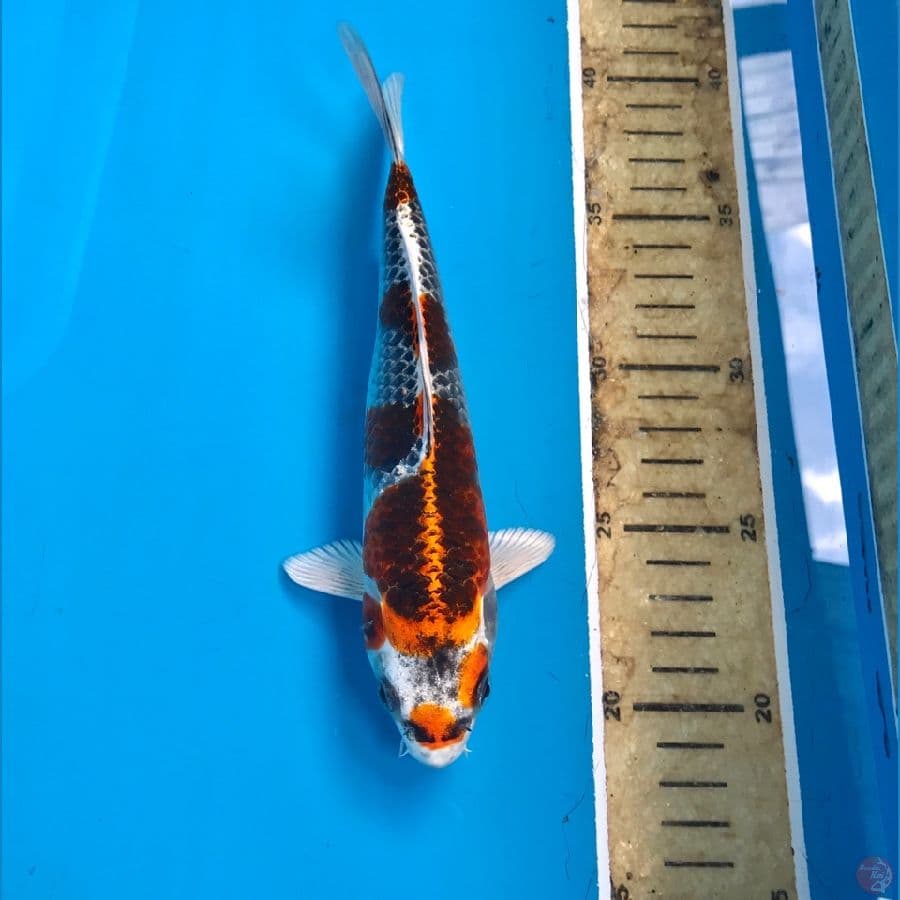 beni gingga 20cm