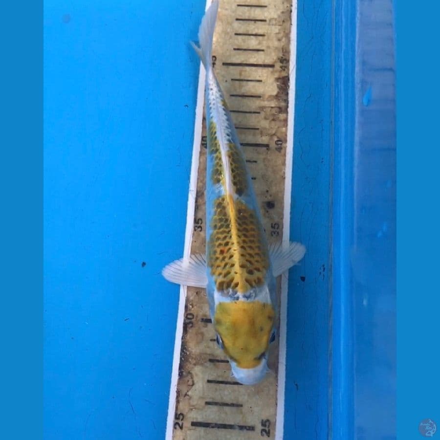 hariwake 22cm