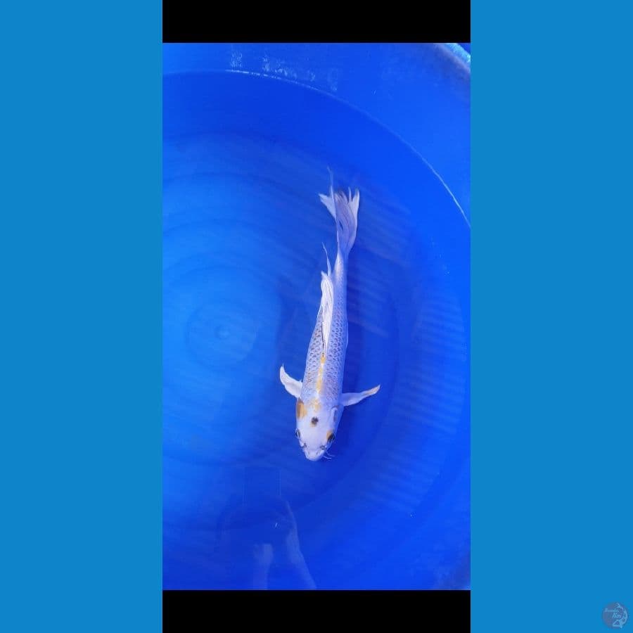 KUMPAY 45CM