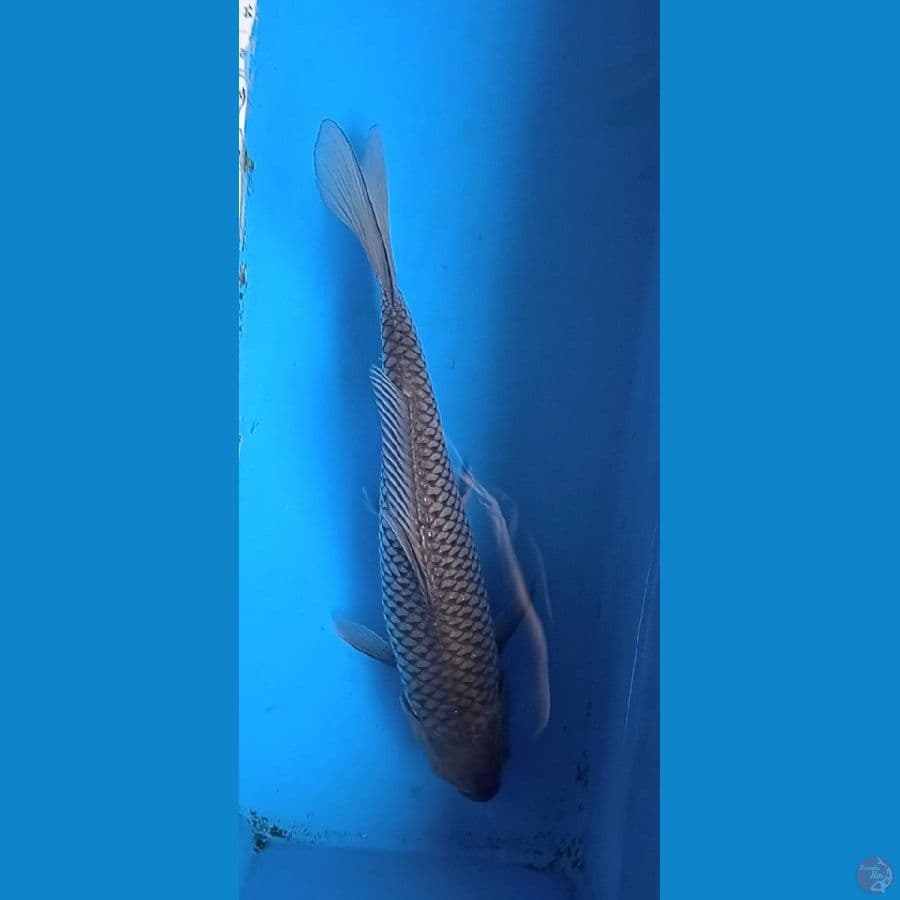shoragoi size : 35 cm jantan