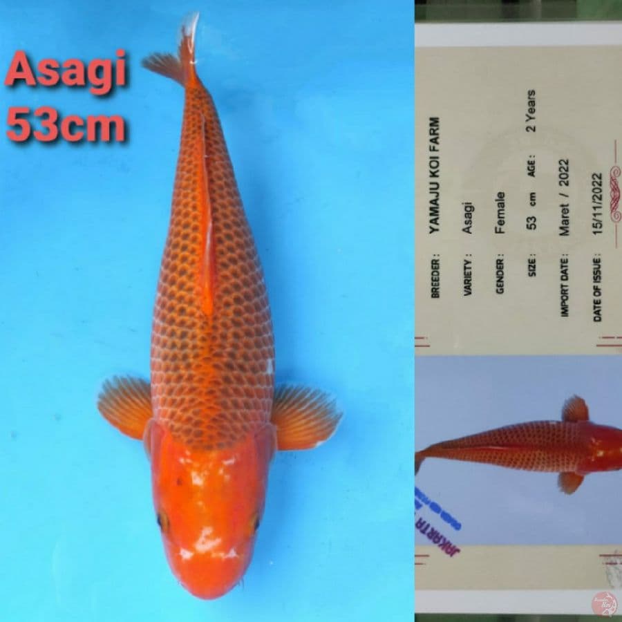 YAMAJYU ASAGI 53CM SERTI