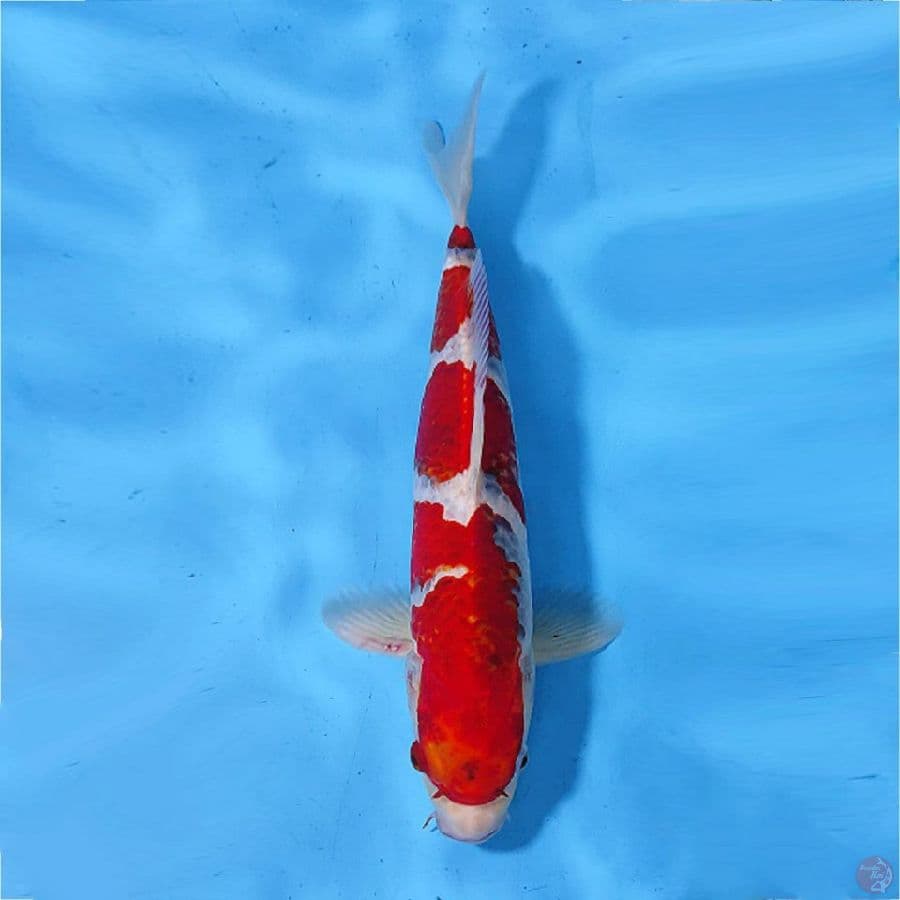 GOSHIKI CUTKER 35CM/M (lolos karantina sejak 29/01/23)
