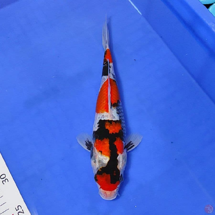 MARUTEN SHOWA CUTKER 30CM/F (lolos karantina 29/01/23)