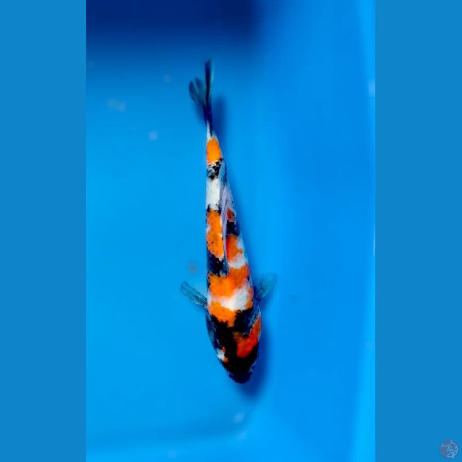 showa 17 cm