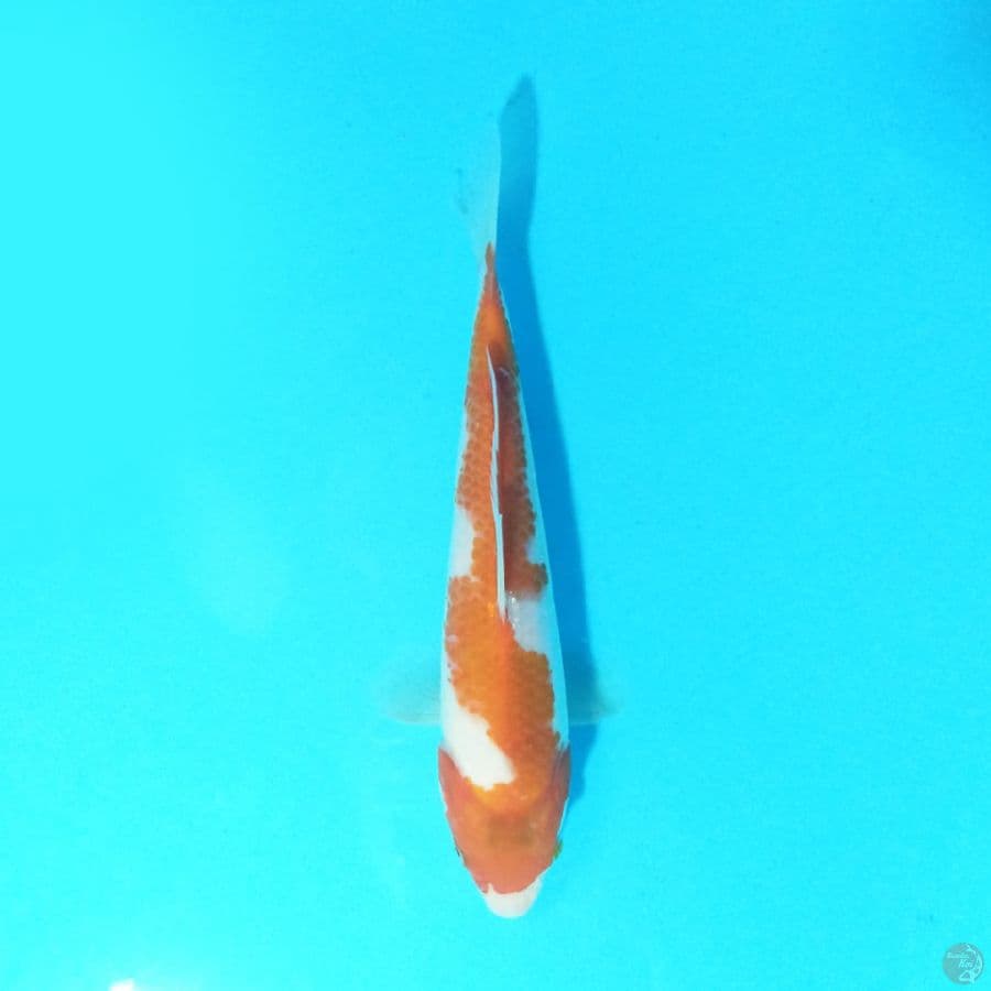 Hi Straight Kohaku 18 cm