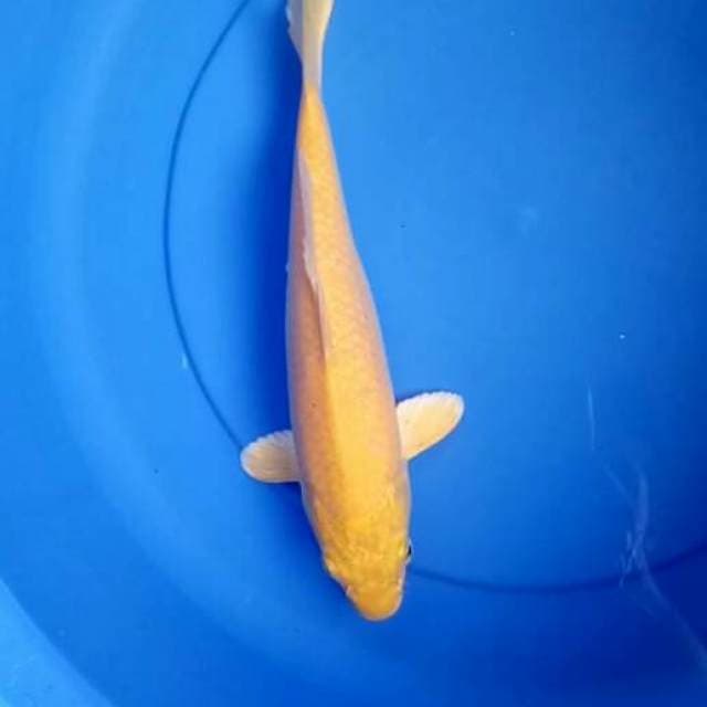 KARASI MATA HITAM