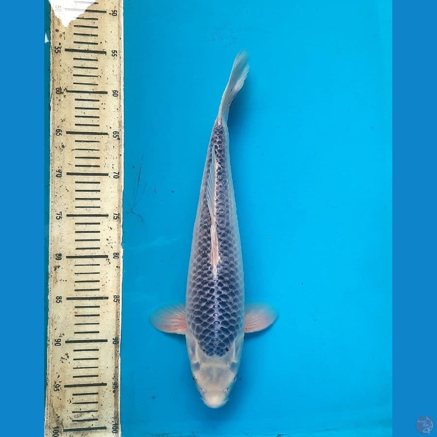 Asagi 41cm Female