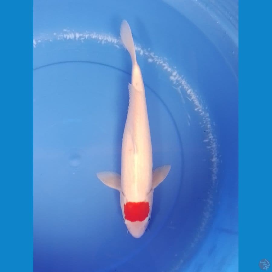 tancho F 38