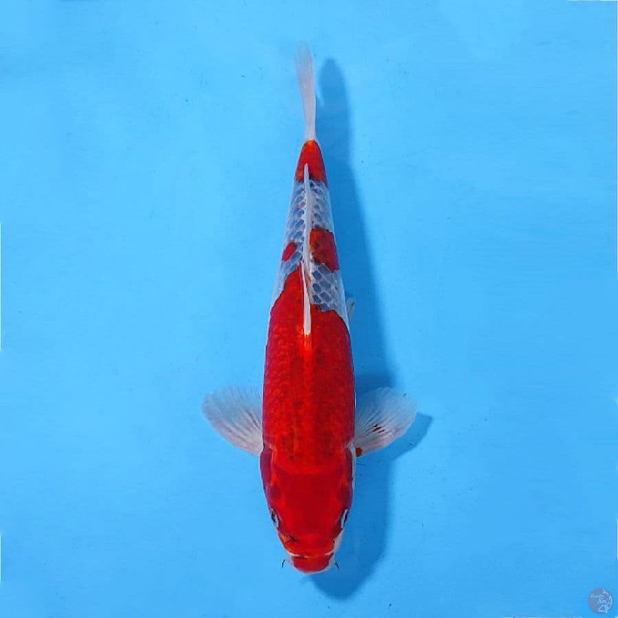 GSHIKI ORIGINAL 35CM/