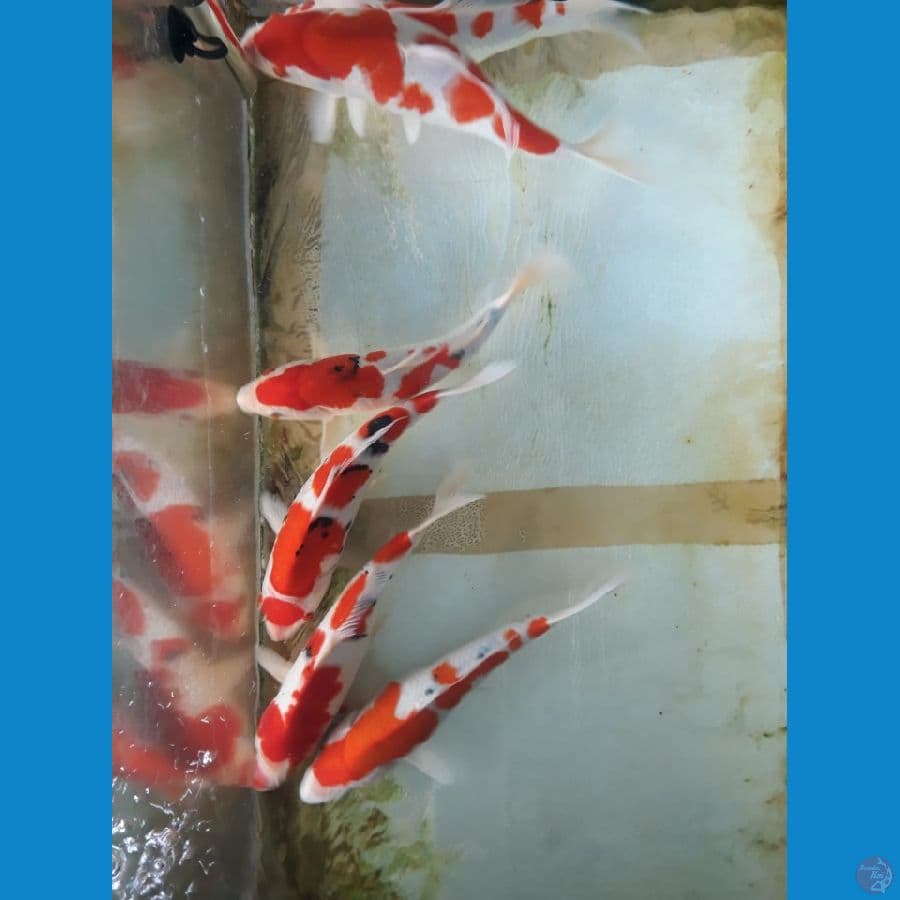 Kohaku Sanke 28-31cm 6ekor