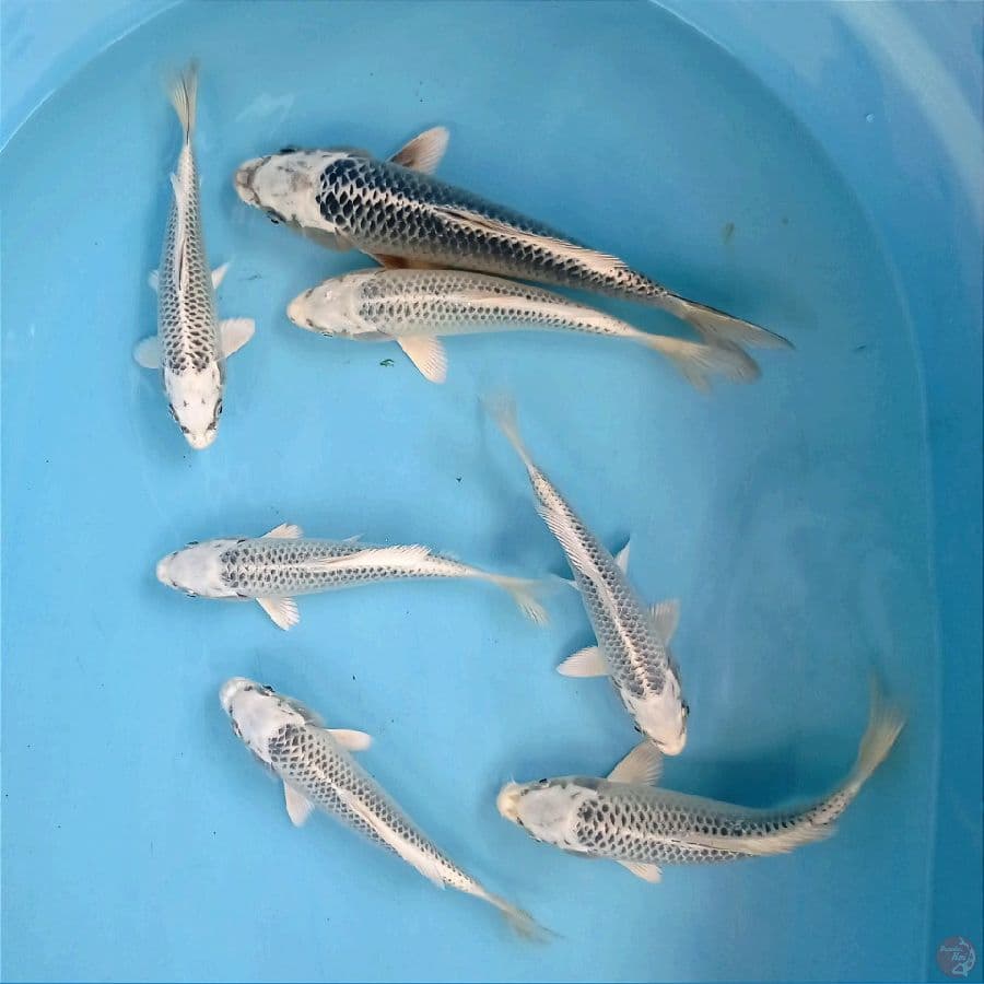 paket gin matsuba 7 ekor, 17 - 25 cm