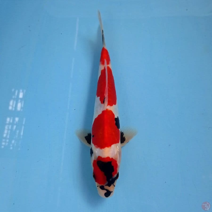 maruten showa doitsu, 24 cm